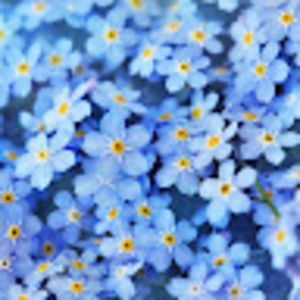 Meet your Posher, Isla